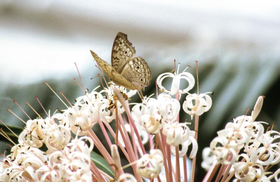 Free Image of Butterfly on flowers 