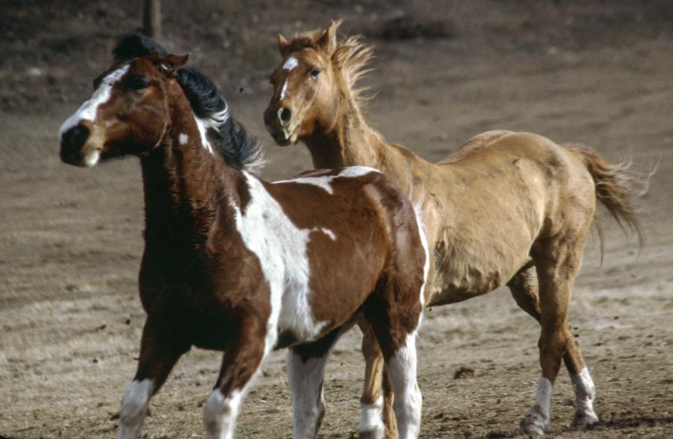Free Image of Two Horses 
