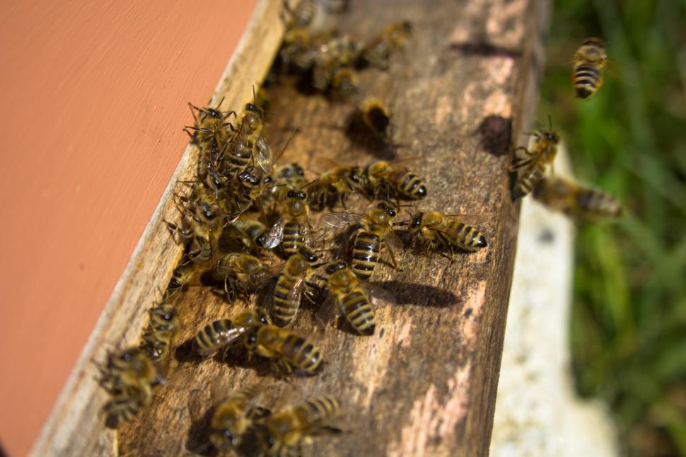 Free Image of Bees Entering Bee Hive  
