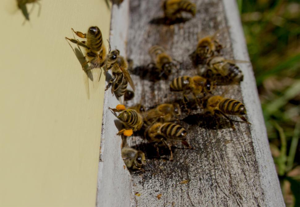Free Image of Bees Entering Busy Bee Hive  