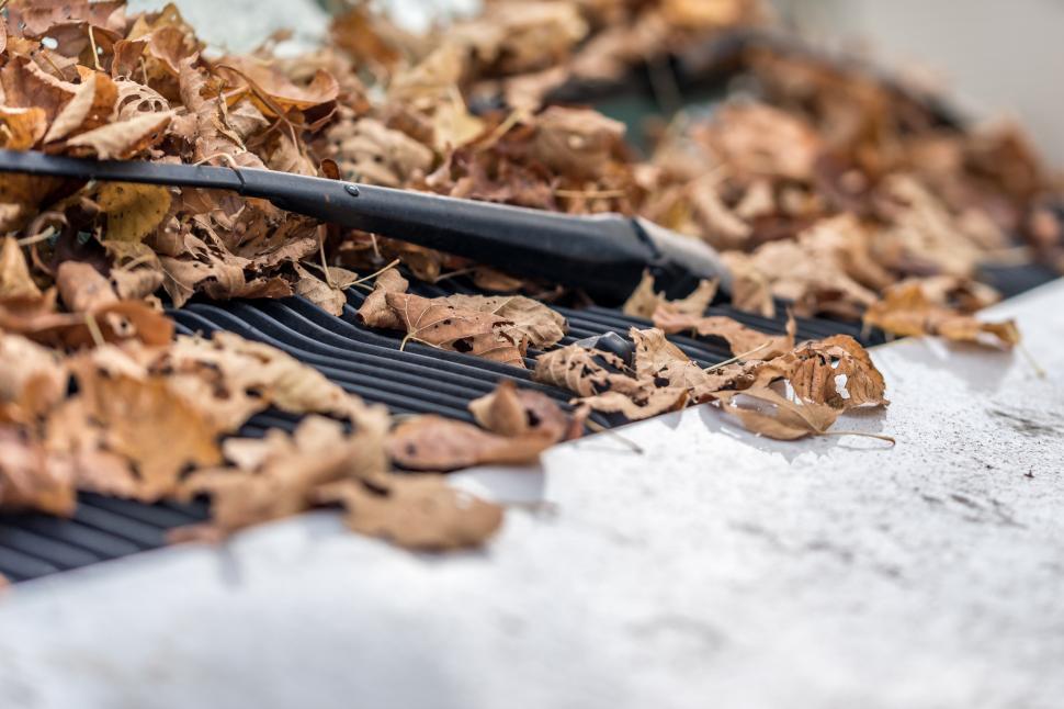Free Image of Dry Leaves & Car's Wiper  