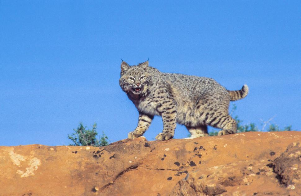 Free Image of Bobcat on a hill 