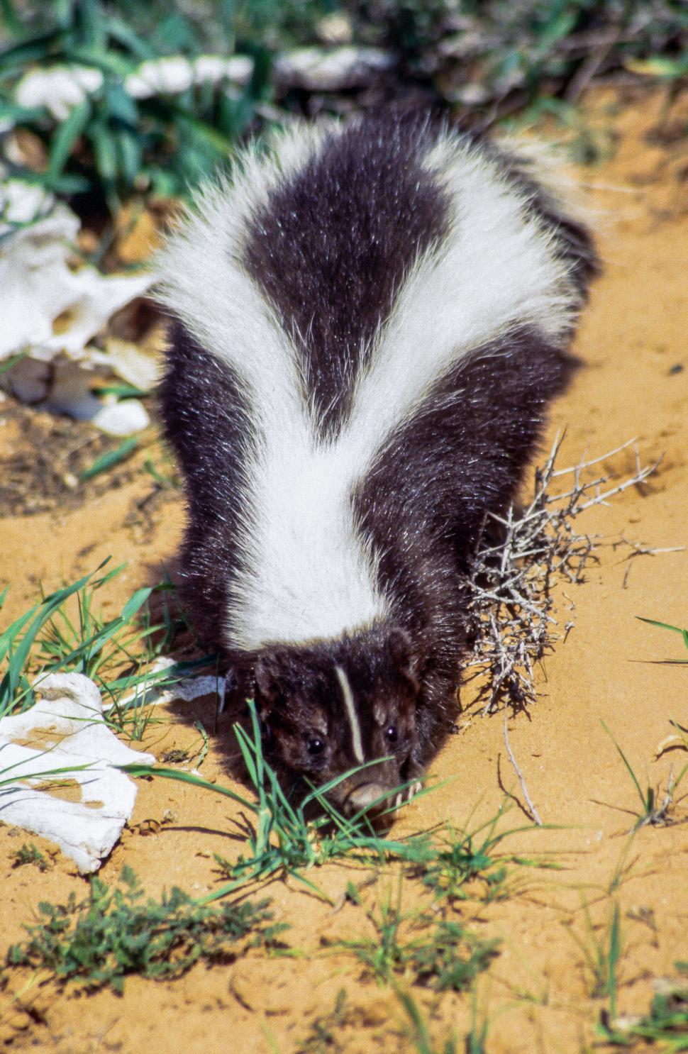 Free Image of Striped skunk 