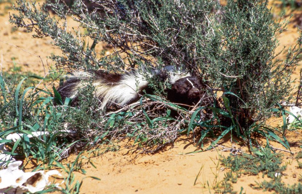 Free Image of Skunk in a bush 