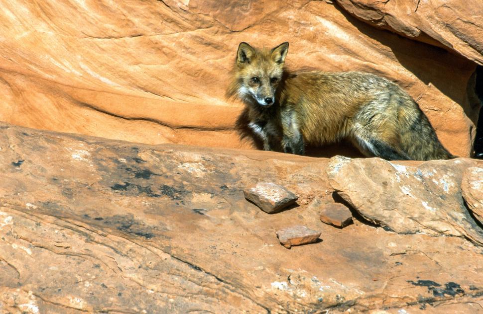 Free Image of Fox on sandstone 