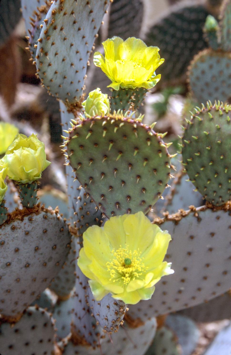 Free Image of Prickly Pear Cactus 