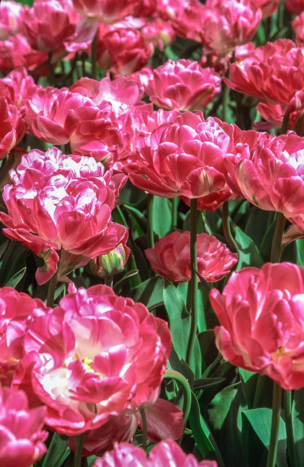 Free Image of Pink flowers 