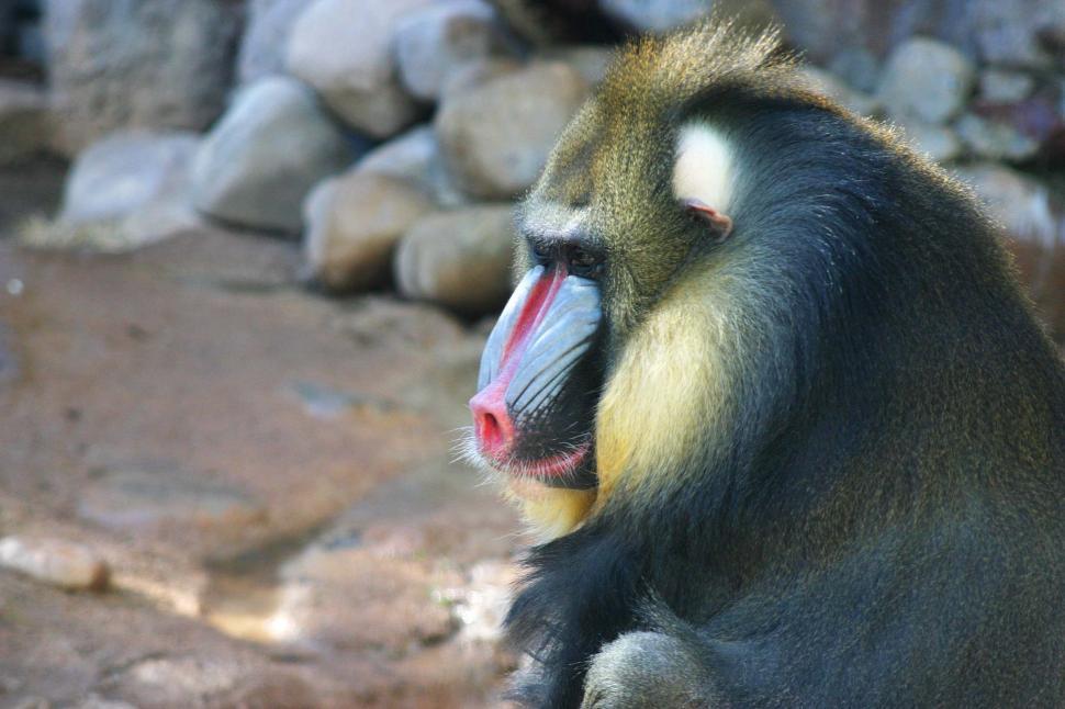 Free Image of animal baboon monkey zoo 
