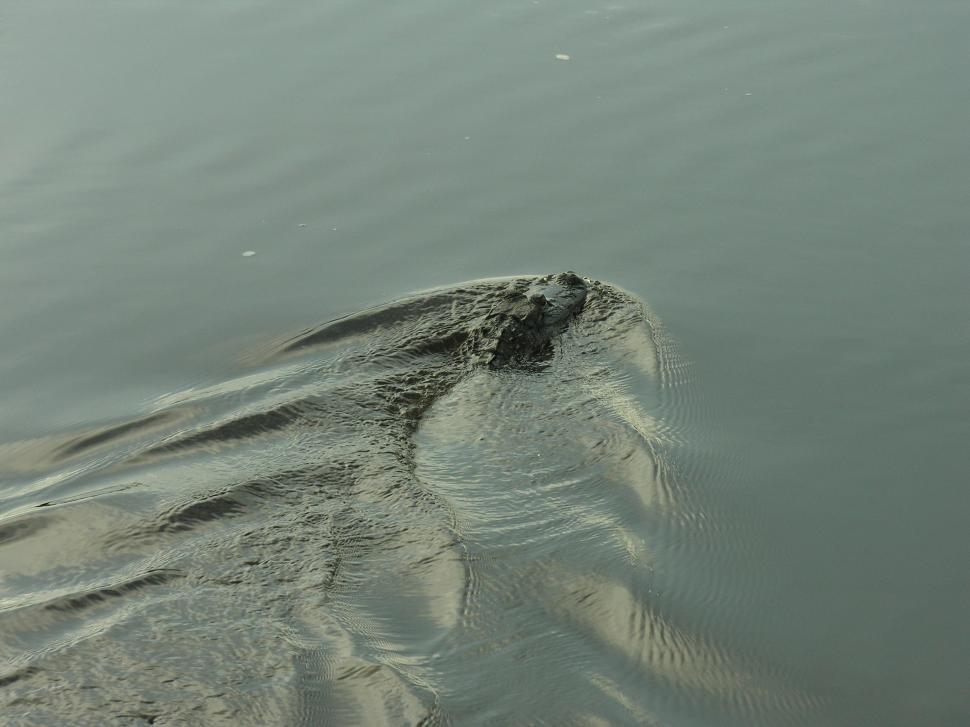 Free Image of Florida Gators 