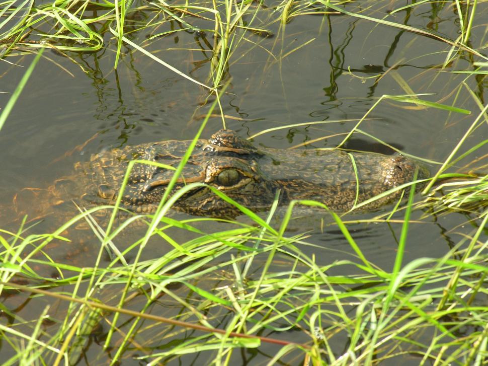 Free Image of Florida Gators 