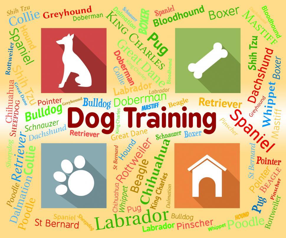 Free Image of Dog Training Shows Pet Puppy And Pedigree 