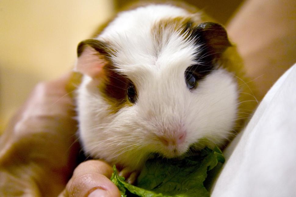 Free Image of Guinea Pig eats some greens 