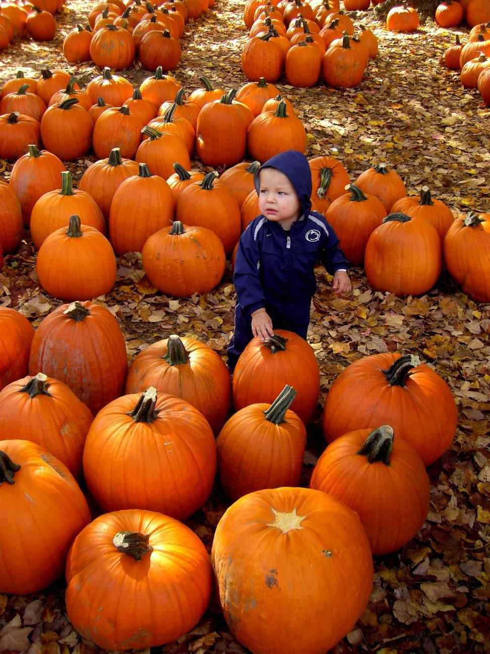 Free Image of Little Boy Standing in Field of Pumpkins 