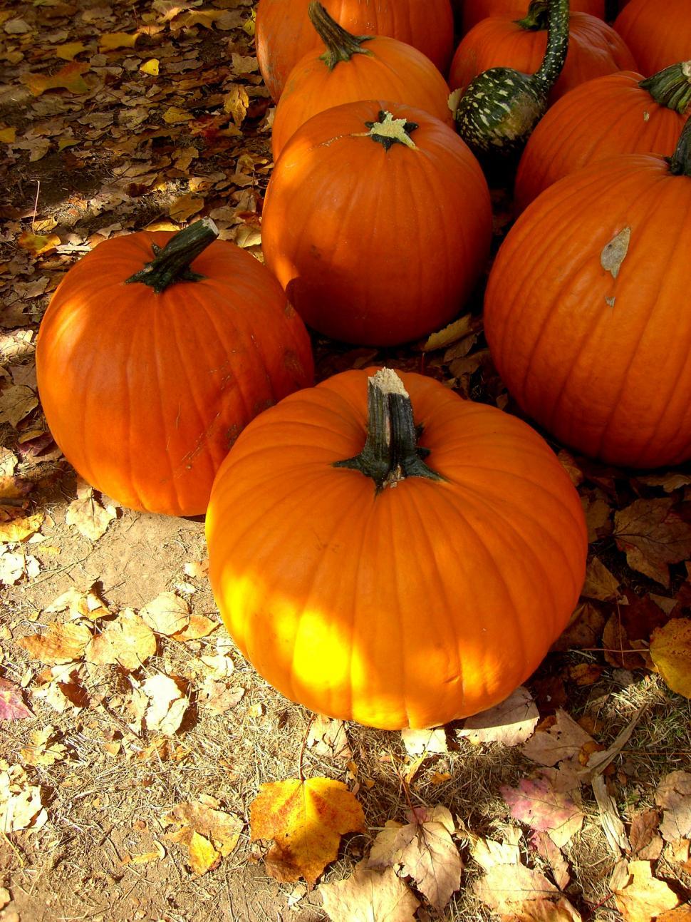 Free Image of A Pile of Pumpkins Sitting on the Ground 
