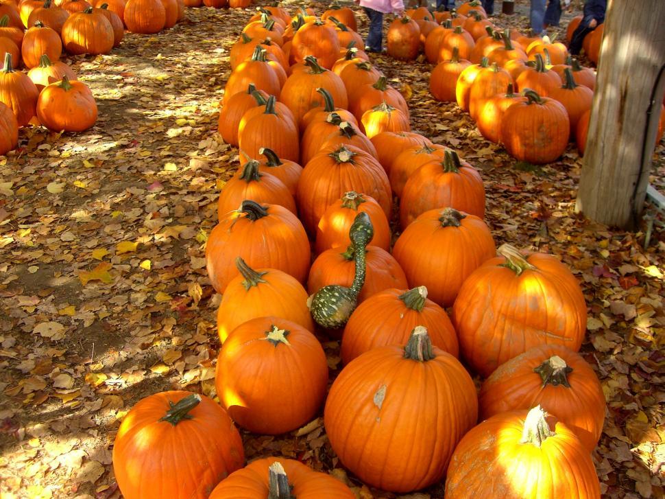 Free Image of A Large Group of Pumpkins Laying on the Ground 