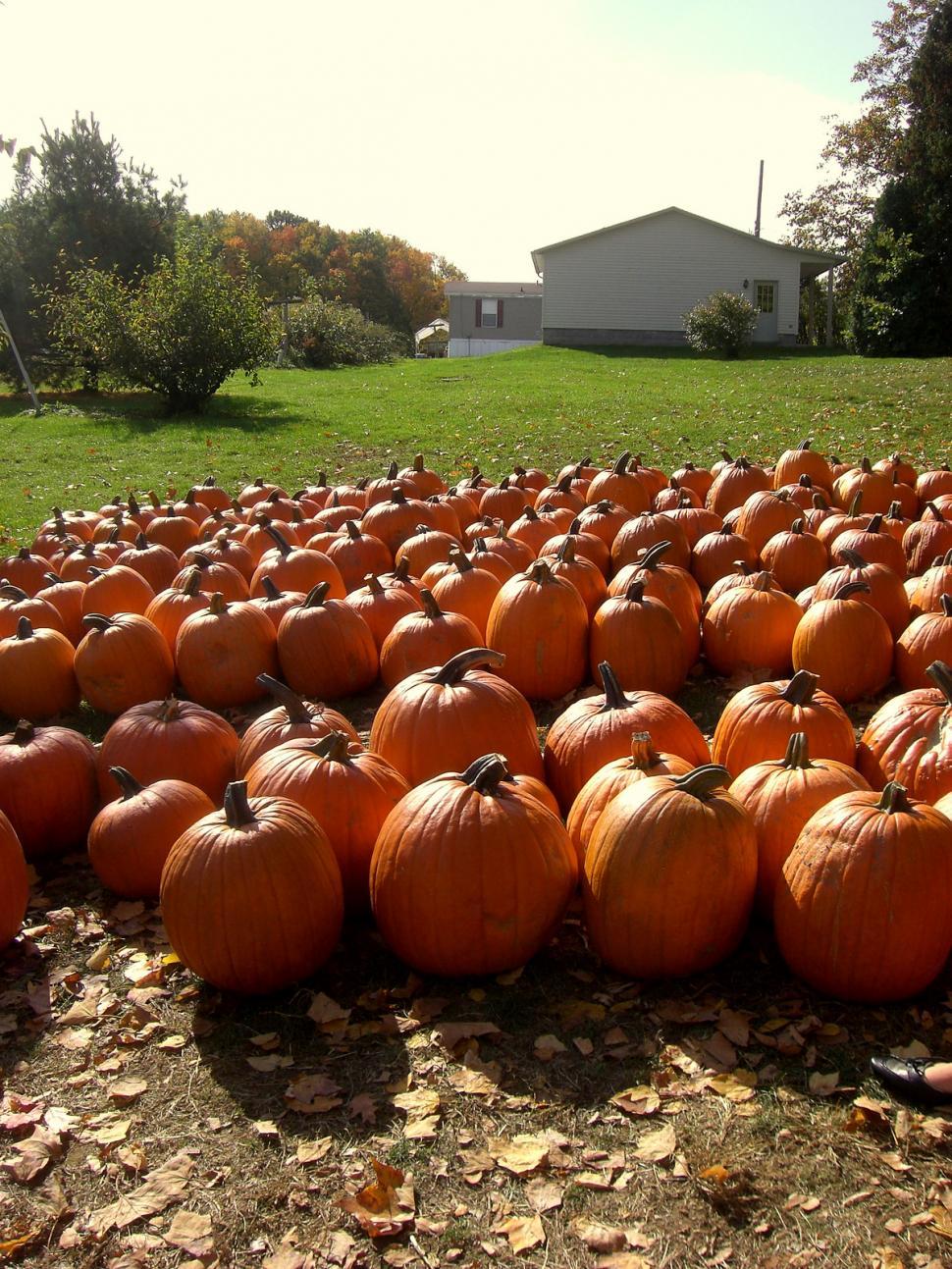Free Image of A Large Group of Pumpkins on the Ground 