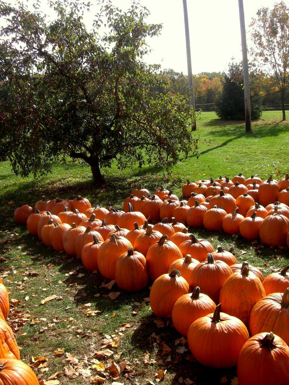 Free Image of A Large Group of Pumpkins Sitting in the Grass 