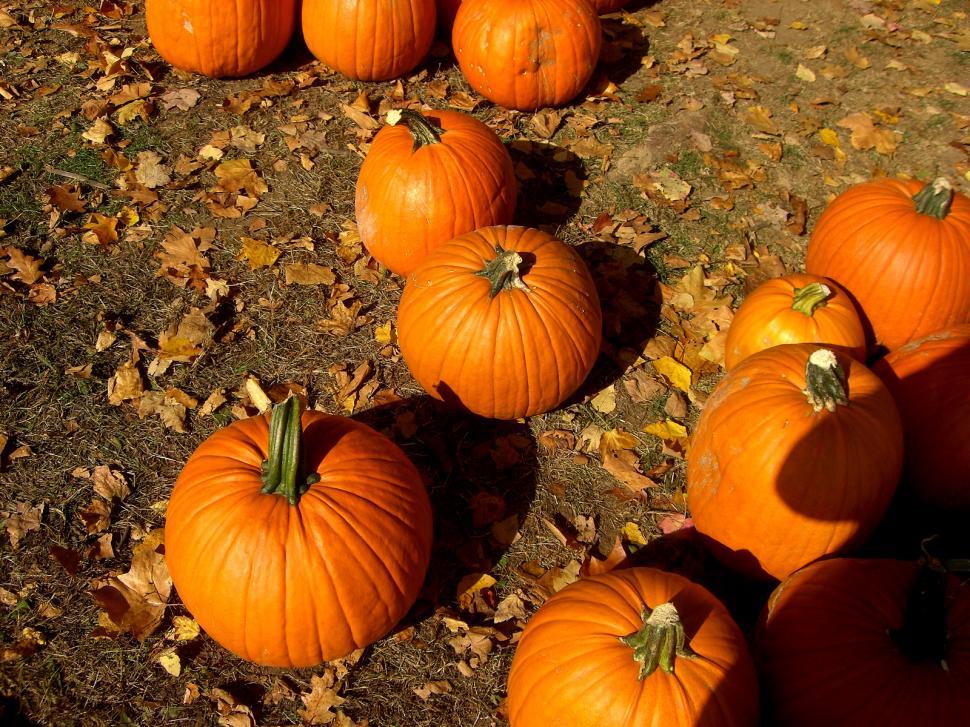 Free Image of Group of Pumpkins Sitting on the Ground 