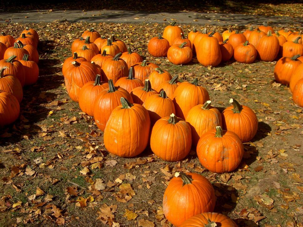 Free Image of Bunch of Pumpkins Laying on the Ground 