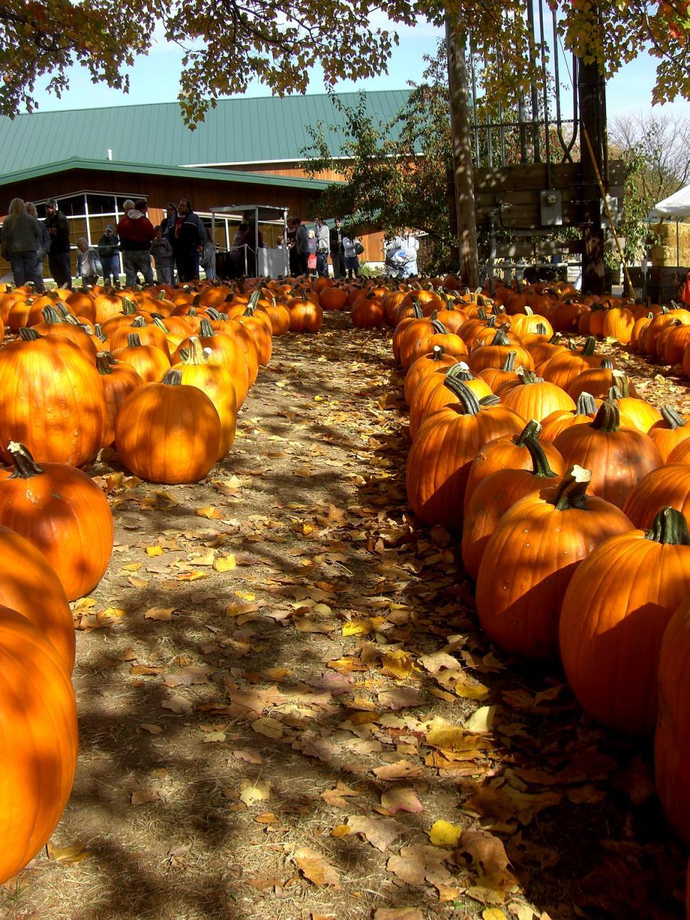 Free Image of Fall - Pumpkin Row 