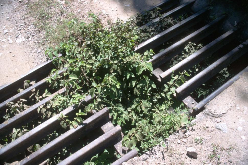 Free Image of Weeds through the cattle guard 