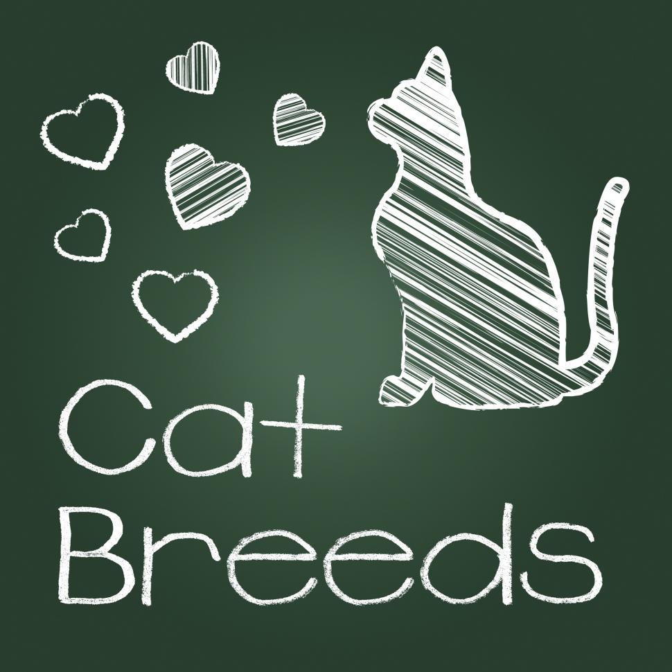 Free Image of Cat Breeds Represents Pedigree Kitty And Reproducing 