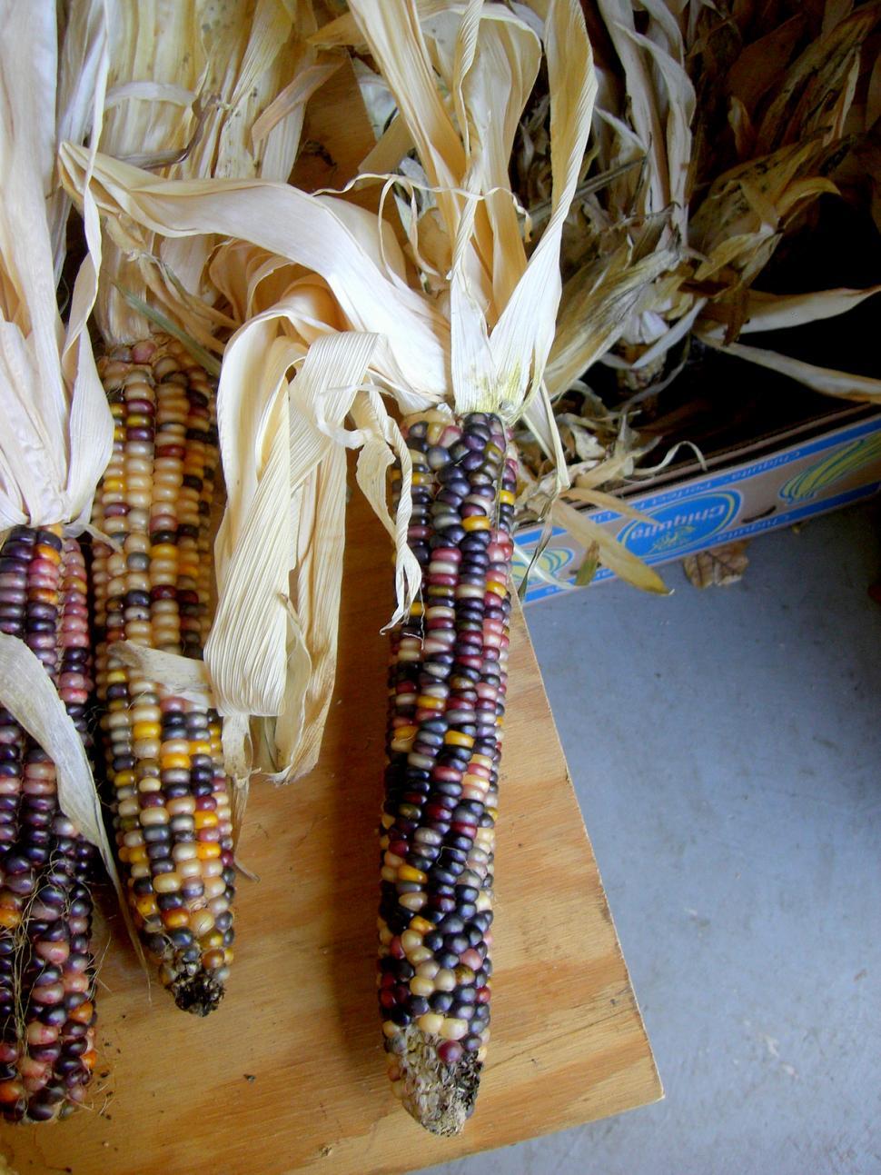 Free Image of Two Corn Cobs on a Wooden Cutting Board 