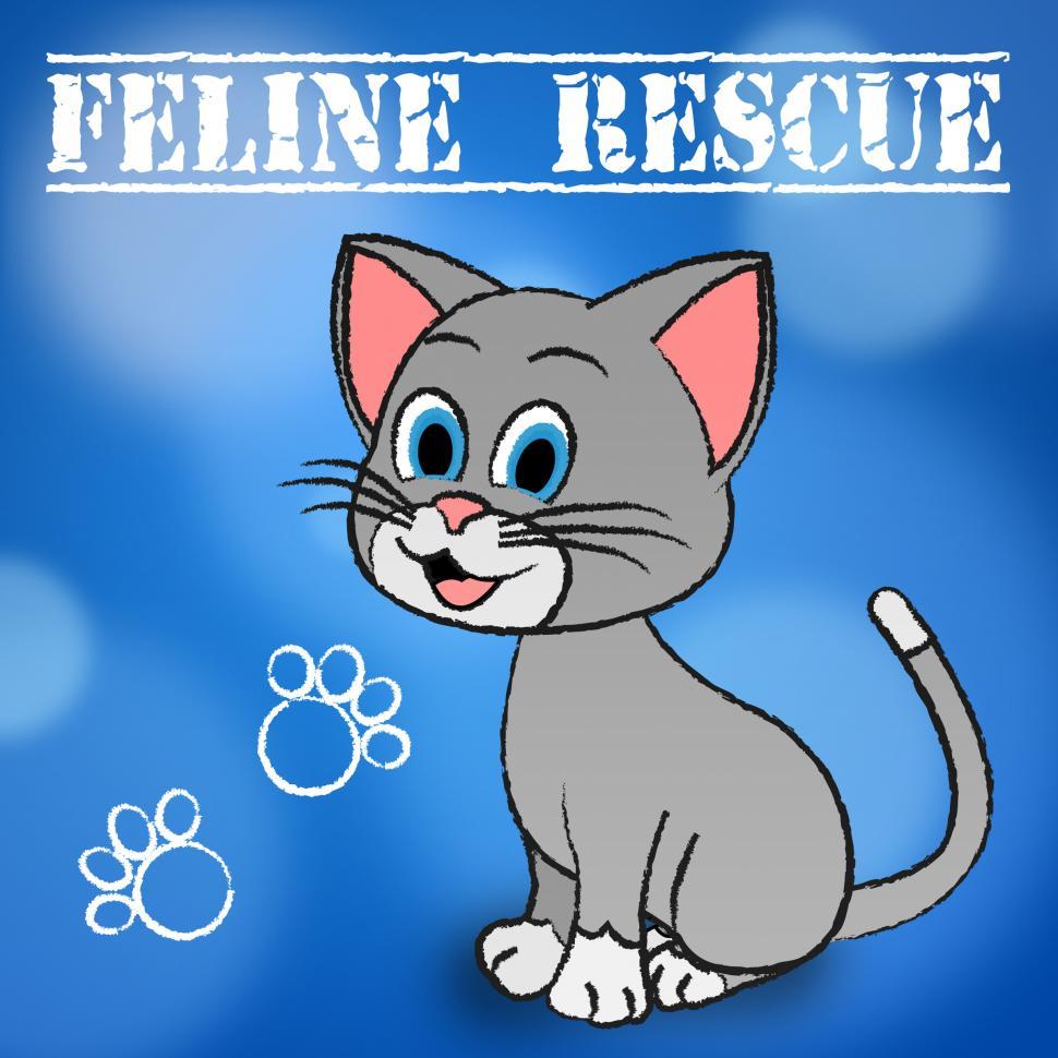 Free Image of Feline Rescue Represents Domestic Cat And Cats 