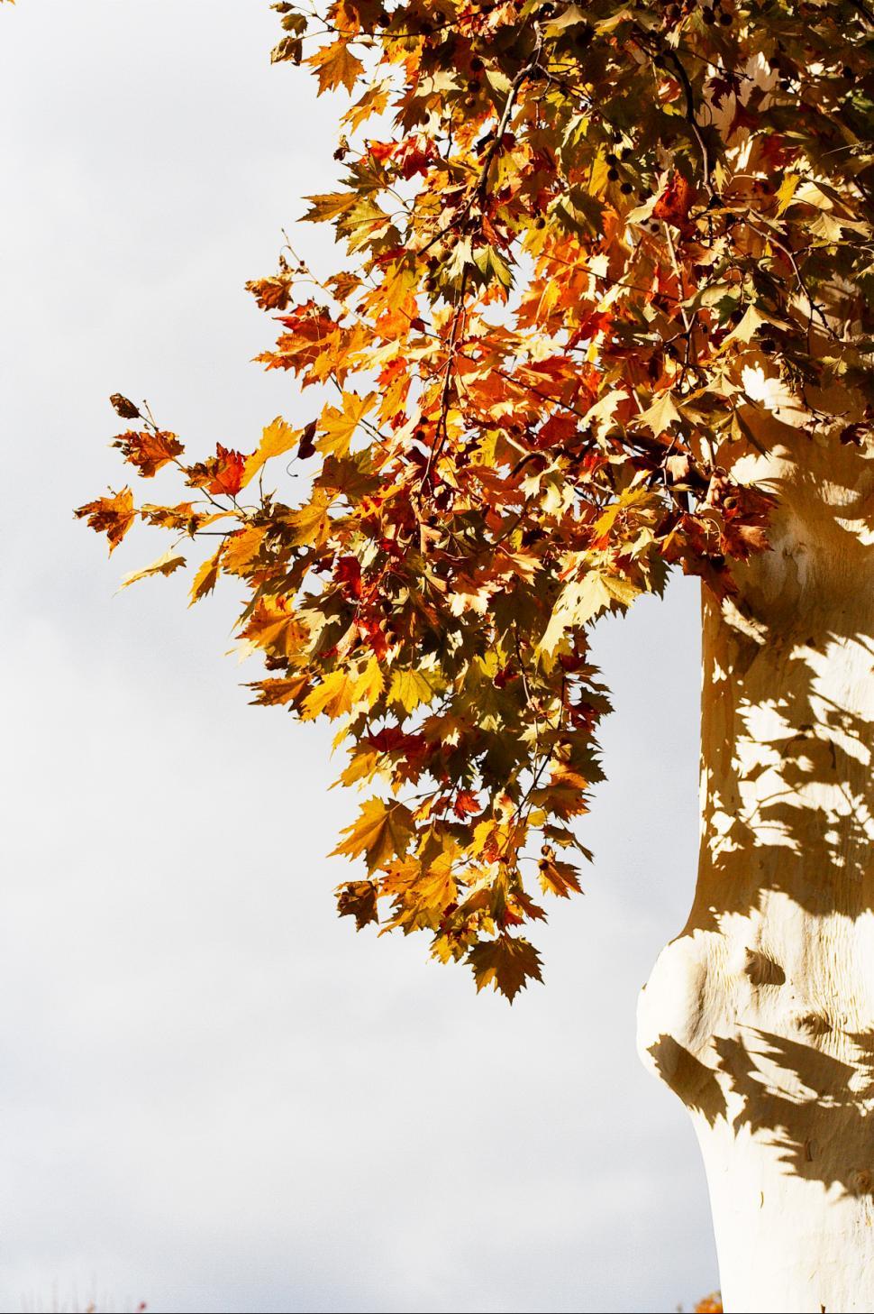 Free Image of Autumn tree 