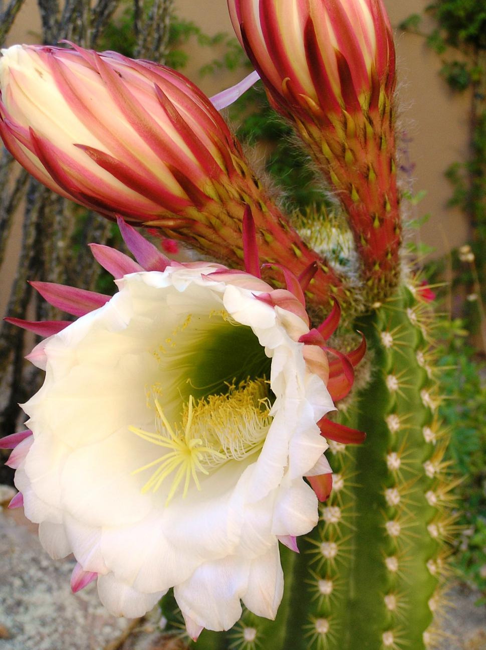 Free Image of Close Up of Flower on Cactus 