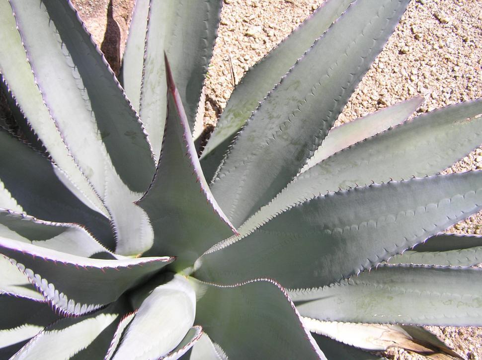 Free Image of Close Up of Plant on Dirt Ground 