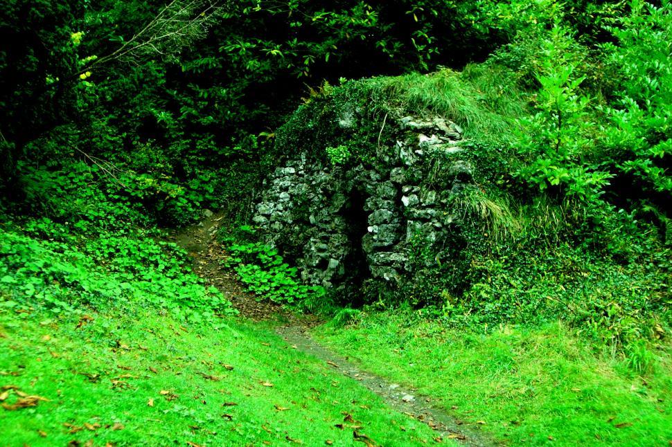 Free Image of Path Through Lush Green Forest 