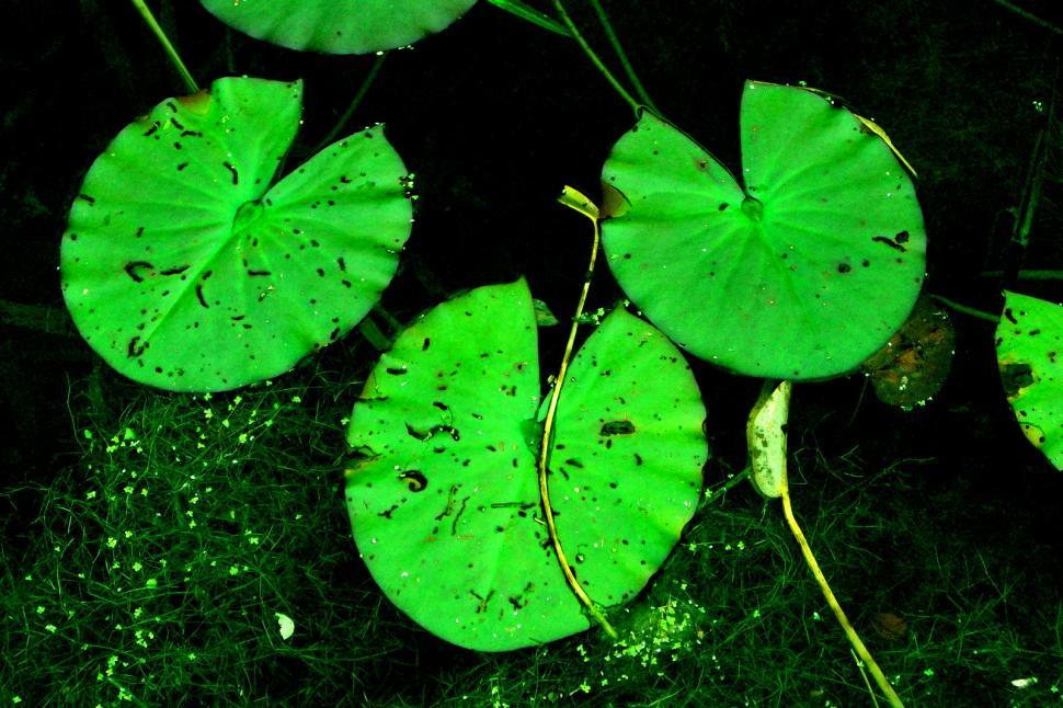 Free Image of Ireland - Lilly Pads 
