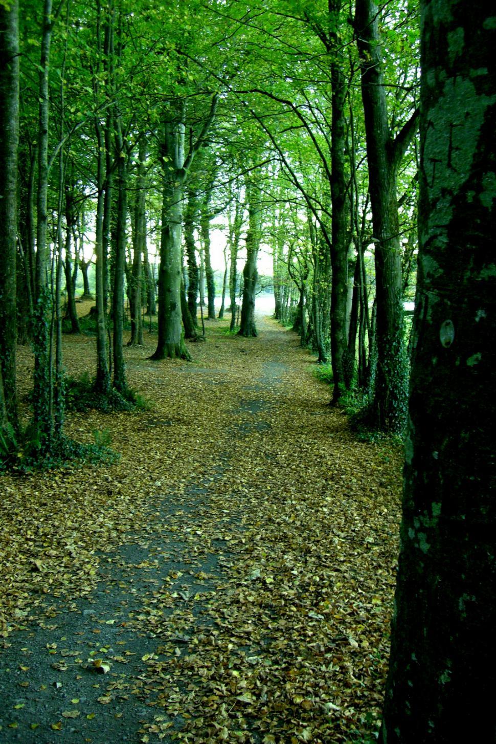 Free Image of Ireland - Walking Path 