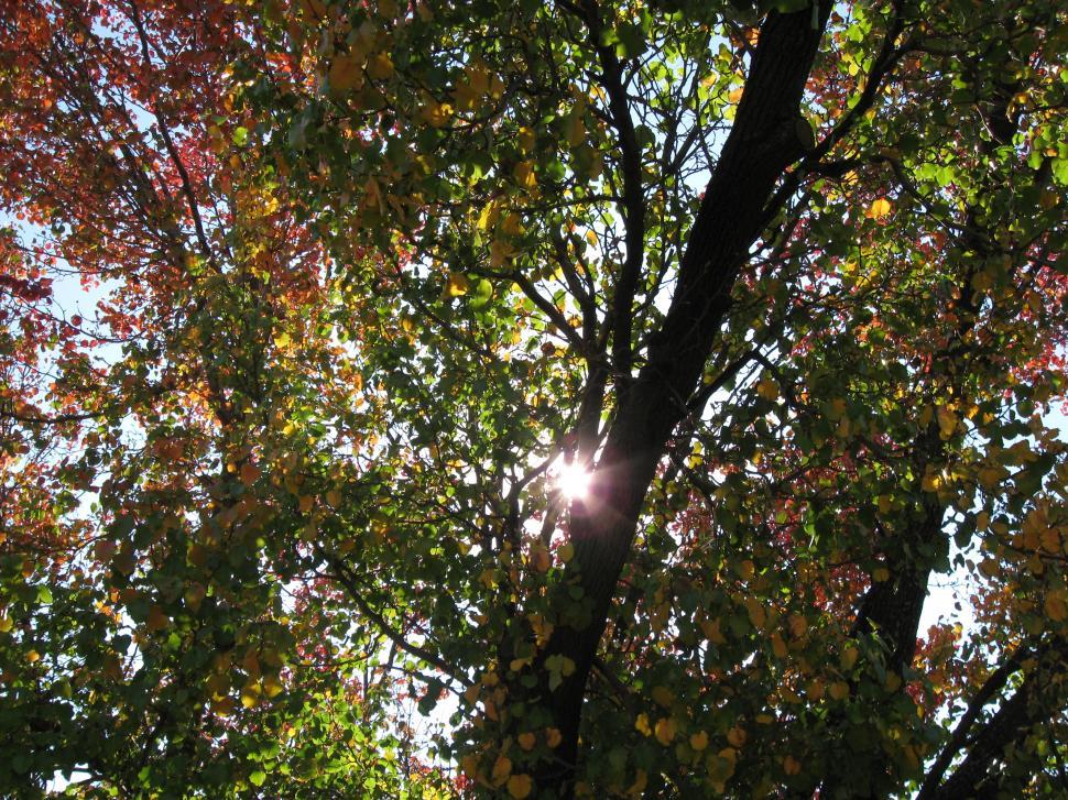 Free Image of Sun shining through leaves 