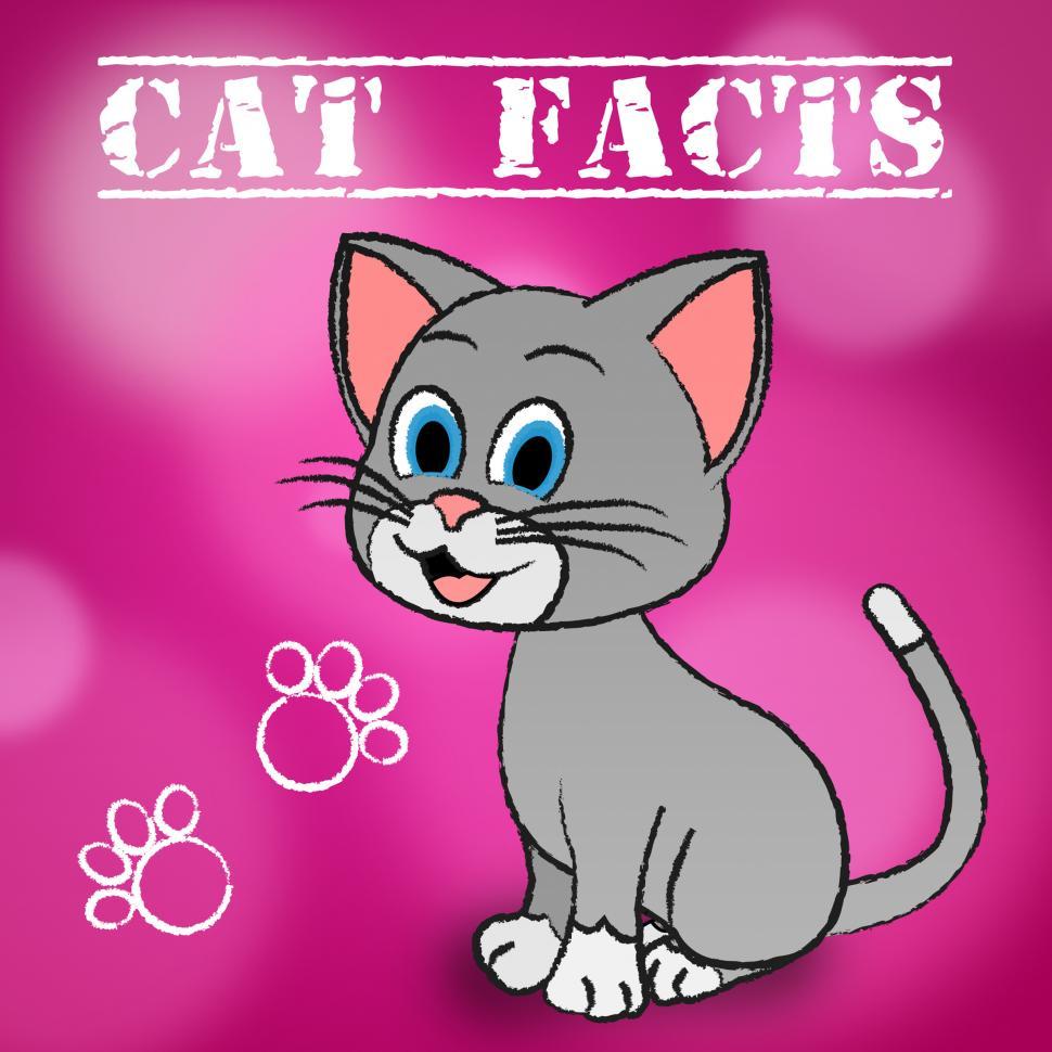 Free Image of Cat Facts Indicates Details Kitty And Pets 