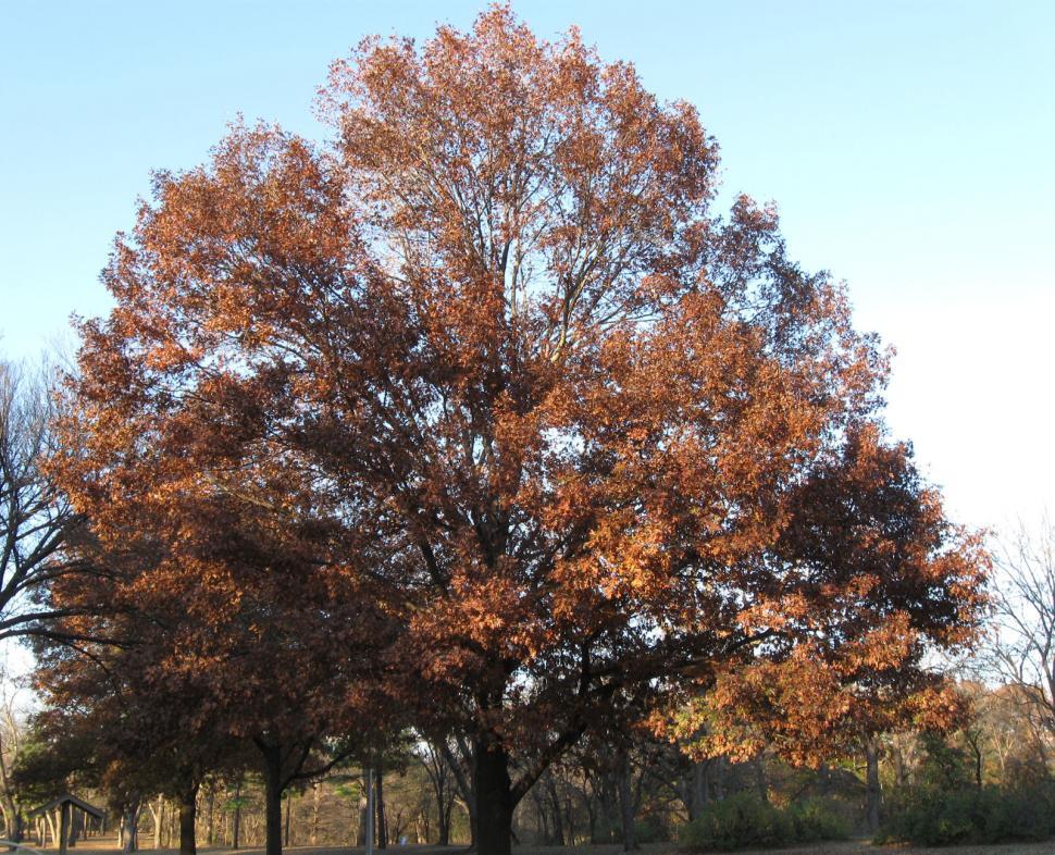 Free Image of Big oak tree 
