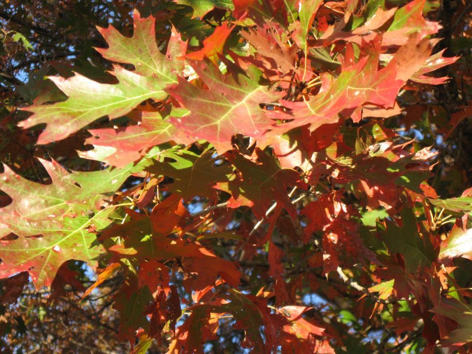 Free Image of Autumn leaves 