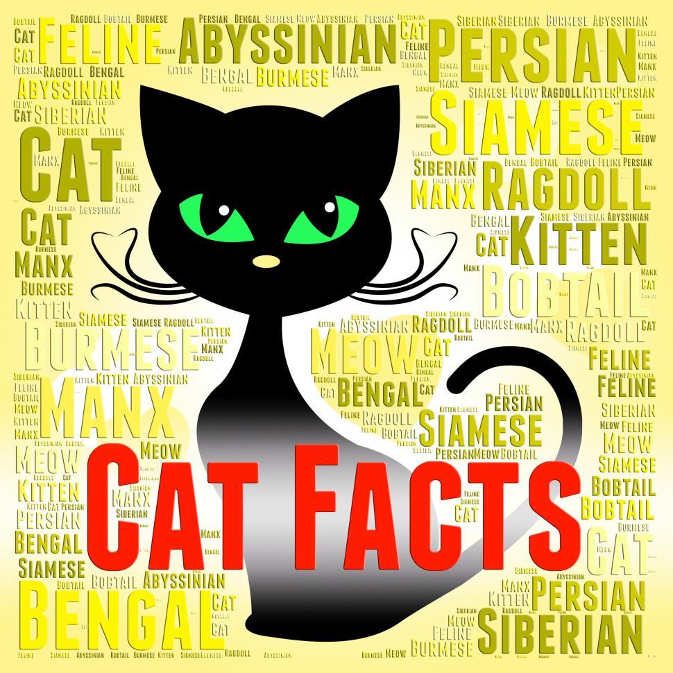 Free Image of Cat Facts Shows True Knowledge And Puss 