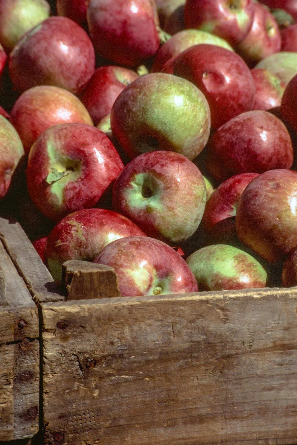Free Image of Pile of apple 