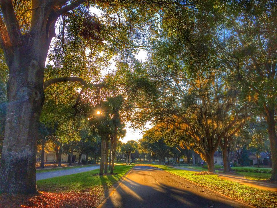 Free Image of Florida Community Tree Lined Driveway  