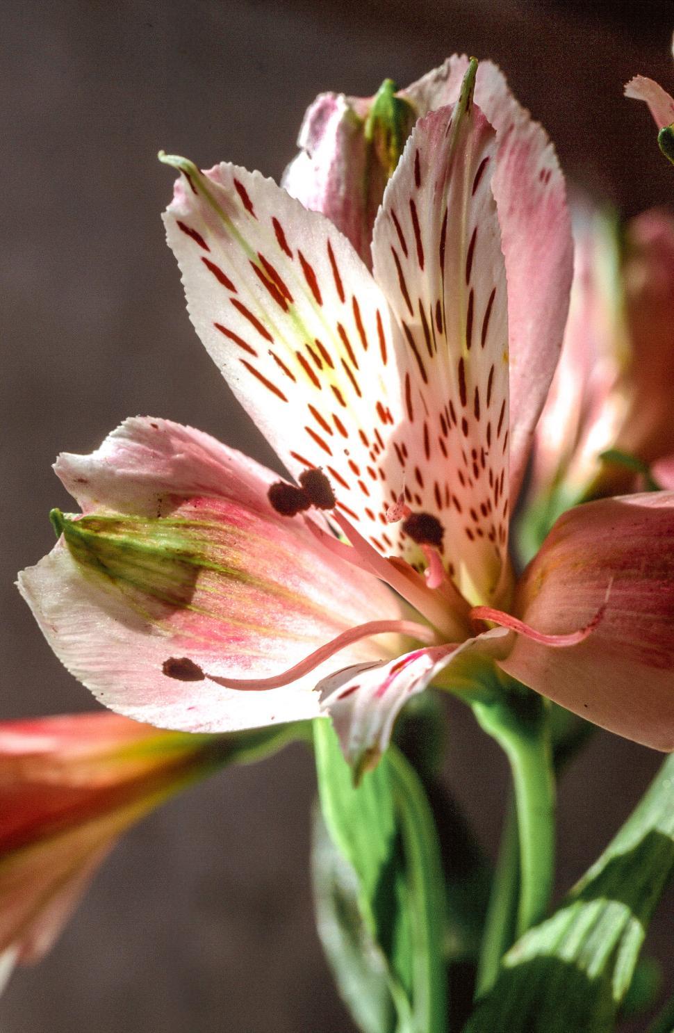Free Image of Peruvian Lily 
