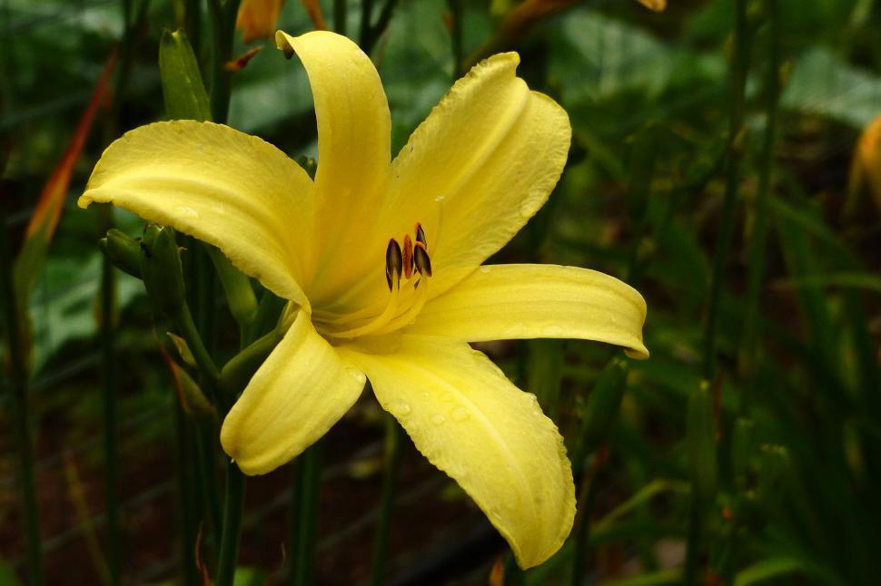 Free Image of Day Lily  Tetrina s Daughter  Yellow Flower 