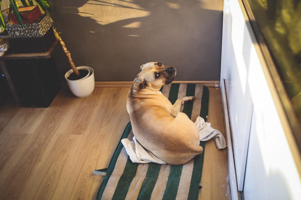 Free Image of Dog Sitting on Towel on Floor 