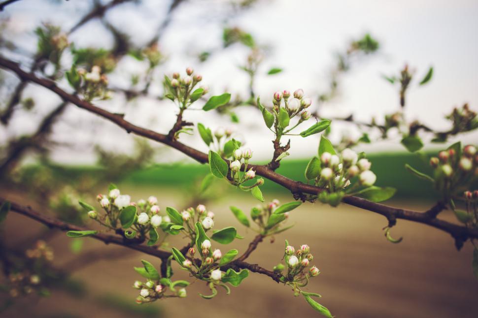 Free Image of Branch of a Tree With White Flowers 