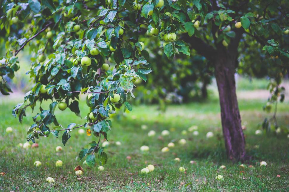 Free Image of Apple Garden Green Little Tree Young apples fruit fruits grass health healthy leaf leaves on the tree summer tree oak forest landscape plant trees leaf park summer bark outdoors spring environment leaves branch season foliage grass natural autumn maple sky growth woods 