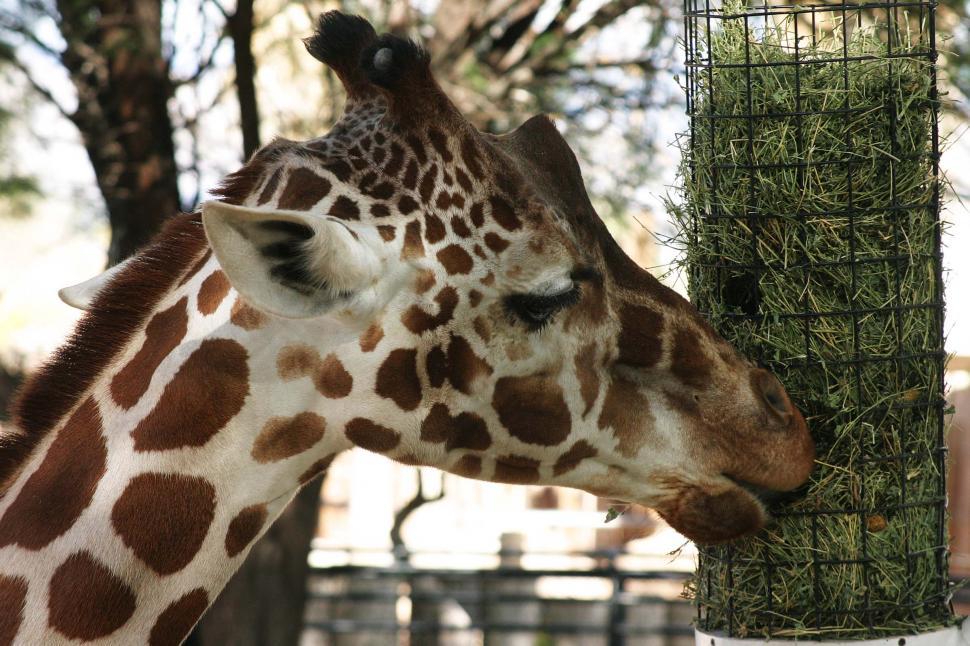 Free Image of animal zoo giraffe hay spot eat neck 