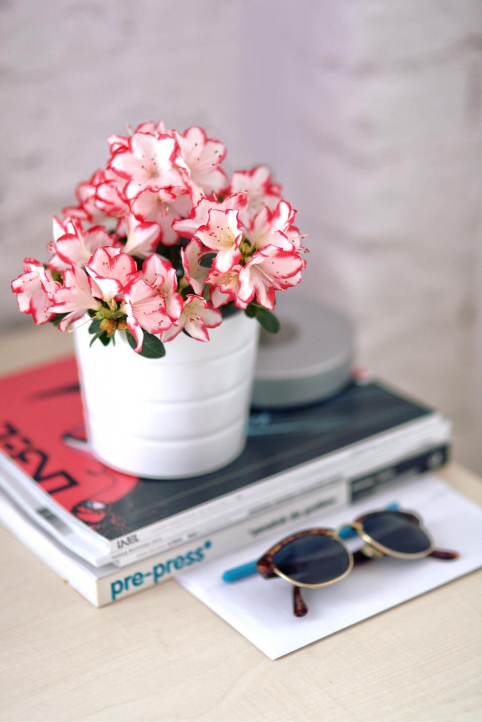 Free Image of Decor Flower Home Interior Plant Pot Sunglasses azalea design houseplants white 