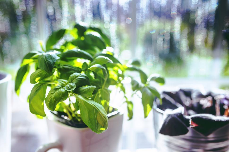 Free Image of Potted Plant on Window Sill 