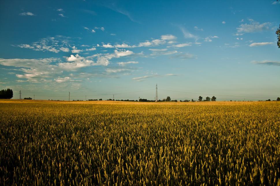 Free Image of Wheat Field Under a Blue Sky With Clouds 